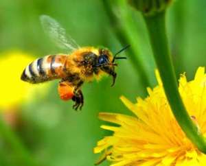 honey bee cure